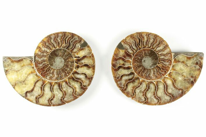 5.25" Cut & Polished, Agatized Ammonite Fossil - Madagascar